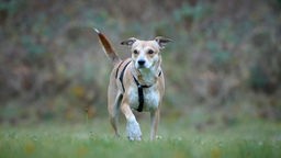 Mittelgroßer Hund mit hellbraunem Fell läuft über eine Wiese 