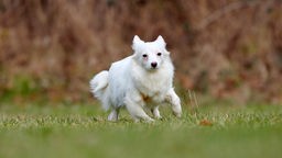Ein weißer kleiner Hund läuft über eine Wiese
