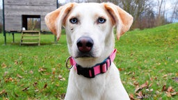 Ein Hund mit hellbraunem Fell und blauen Augen in Nahaufnahme 