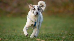 Dreifarbiger Hund rennt über eine Wiese
