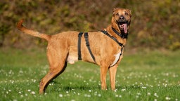 Ein Hund mit braunem Fell steht seitlich auf einer Wiese 