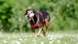 Ein brauner Hund mit rotem Geschirr läuft über eine Wiese