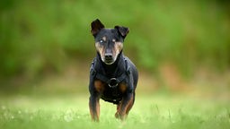 Kleiner einäugiger Hund mit schwarz-braunem Fell läuft über eine Wiese 