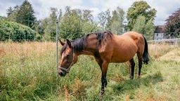 Pferd mit braunem Fell steht auf einer Weide 