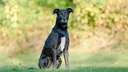 Eine Hündin mit schwarzem Fell und weißen Flecken sitzt auf einer Wiese 