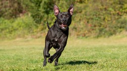 Schwarzer Hund läuft hechelnd über eine Wiese