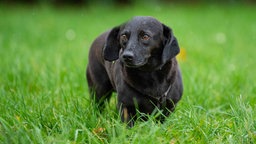 Ein schwarzer Hund mit Schlappohren auf einer Wiese 