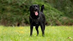 Schwarzer Hund steht hechelnd auf einer Wiese