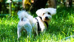 Hund mit weißem langem Fell auf einer Wiese 