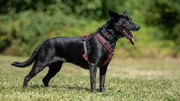 Ein Hund mit schwarzem Fell steht seitlich auf einer Wiese 