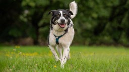 Schwarz-weißer Hund mit einem blauen Geschirr rennt hechelnd über eine Wiese