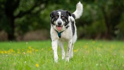 Schwarz-weißer Hund mit einem blauen Geschirr rennt hechelnd über eine Wiese