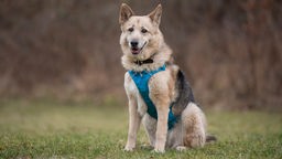 Großer hellbrauner Hund mit blauem Geschirr sitzt hechelnd auf einer Wiese