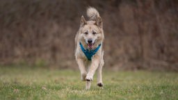 Großer hellbrauner Hund mit blauem Geschirr läuft hechelnd über eine Wiese