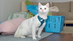 Eine weiße Katze steht vor einer blauen Transportbox, im Hintergrund ist eine Couch