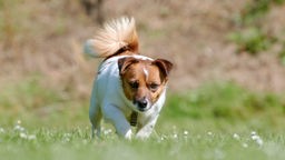 Kleiner weiß-brauner Hund läuft über eine Wiese