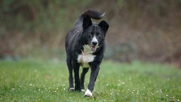 Hund mit schwarz-weißem Fell läuft über eine Wiese 
