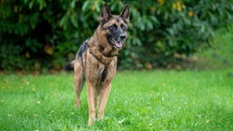 Ein großer braun-schwarzer Hund steht hechelnd auf einer Wiese