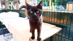 Eine schwarze Katze mit bernsteinfarbenen Augen