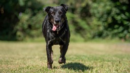 Ein Hund mit schwarz-braunem Fell steht hechelnd auf einer Wiese 