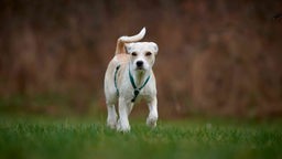 Kleiner Hund mit weiß-cremefarbenem Fell auf einer Wiese 