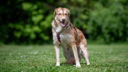 Hund mit braun-beigefarbenem Fell sitzt hechelnd auf einer Wiese und schaut in Richtung Kamera