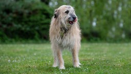 Großer hellbrauner Hund mit langem zotteligen Fell steht auf einer Wiese und schleckt sich die Nase