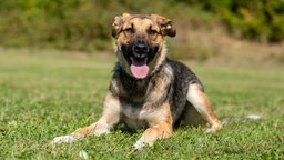 Ein Hund mit hellbraun-schwarzem Fell hechelnd auf einer Wiese 