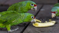 Grüne Papageien fressen eine Banane