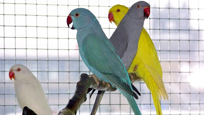 Aufnahme mehrerer Papageien im Gehege