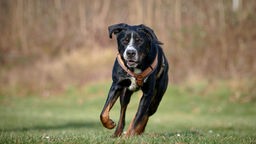 Großer dreifarbiger Hund mit einem braunen Geschirr rennt über eine Wiese