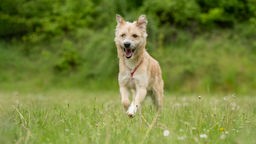 Hellbrauner strubbeliger Hund läuft hechelnd über eine Wiese