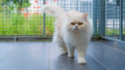 Katze mit langem weiß-beigem Fell läuft über einen grau gekachelten Boden 