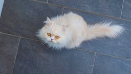 Katze mit langem weiß-beigem Fell sitzt auf einem grauen Boden und schaut hoch in die Kamera 