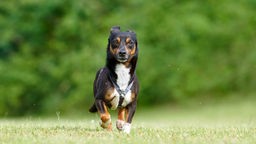 Hund mit dricolorfarbigem Fell läuft über eine Wiese 