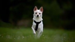 Weißer kleiner Hund mit beigen Ohren steht auf einer Wiese und trägt ein schwarzes Geschirr