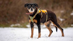 Ein Hund mit schwarz-braunem Fell auf einer mit Schnee bedeckten Wiese 