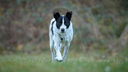 Hund mit weiß-schwarzem Fell steht auf einer Wiese und schaut in Richtung Kamera 