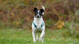 Ein Hund mit tricolorfarbigem Fell auf einer Wiese 