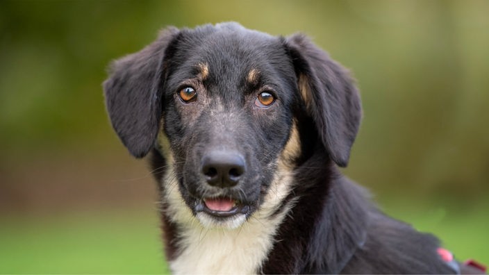Mittelgroßer dreibeiniger junger Hund mit schwarz-weißem Fell in Nahaufnahme