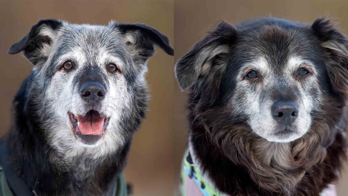 Eine Collage aus zwei Hunden mit schwarz-grauem Fell 