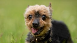 Kleiner schwarz-brauner Hund mit großen Augen