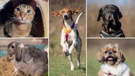 Collage aus fünf Tierbildern: oben links eine braune Katze, unten links ein graues Kaninchen, in der Mitte ein braun-weißer Hund, oben rechts ein schwarzer Hund und unten rechts ein grau-brauner Hund