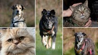 Collage aus fünf Tierbildern: oben links ein beige brauner Hund, unten links ein roter Kater, in der Mitte ein schwarzer Hund, oben rechts ein grau getigerter Kater und unten rechts ein dunkler Hund 
