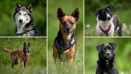 Eine Collage aus fünf Hunden 