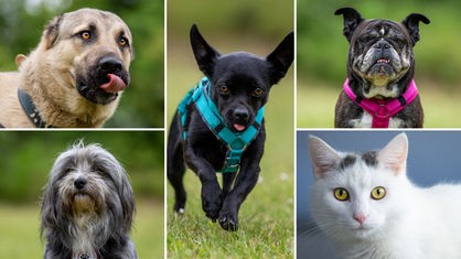 Eine Collage aus fünf Tierbildern: oben links ein beiger Hund, unten links ein grauer Hund, in der Mitte ein schwarzer Hund, oben rechts ein braun-weißer Hund und unten rechts eine weiße Katze