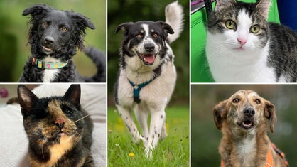 Collage auf fünf Tierbildern: oben links ein schwarzer Hund, unten links eine schwarz-braune Katze, in der Mitte ein schwarz-weißer Hund, oben rechts eine weiß-getigerte Katze und unten rechts ein brauner Hund