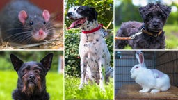 Eine Collage aus drei Hunden, einer Ratte und einem Kaninchen 