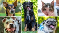 Collage aus fünf Tierbildern: oben links ein braun-schwarzer Hund, unten links ein weißer Hund, in der Mitte ein schwarzer Hund, oben rechts eine weiß-getigerte Katze und unten rechts ein beiger Hund