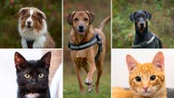 Collage aus fünf Tierbildern: oben links ein braun-weißer Hund, unten links eine schwarze Katze, in der Mitte ein brauner Hund, oben rechts ein schwarzer Hund und unten rechts eine rot getigerte Katze 